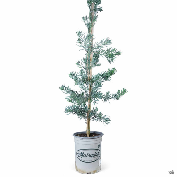 Fern Pine 'Glacier Blue' 5 gallon Matsuda's
