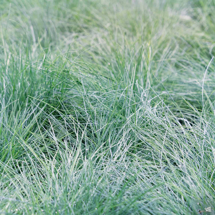 Fescue Buddy Blue