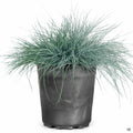 Fescue Buddy Blue 1 gallon