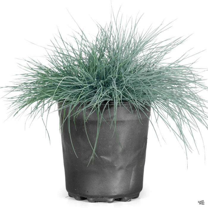 Fescue Buddy Blue 1 gallon