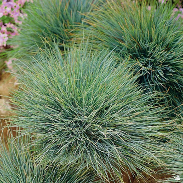 Festuca 'Elijiah Blue'