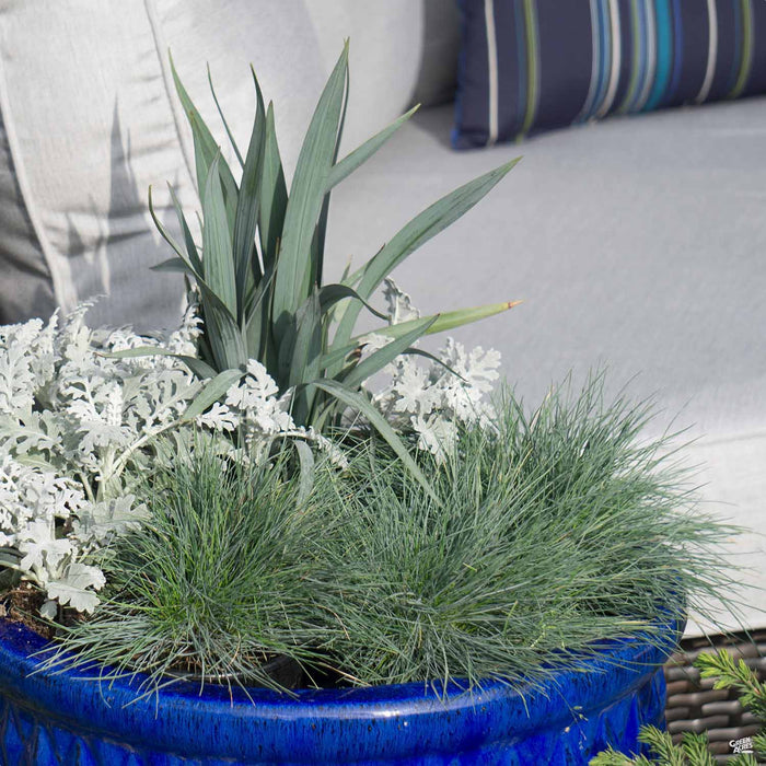 Container planting with Festuca Elijah Blue