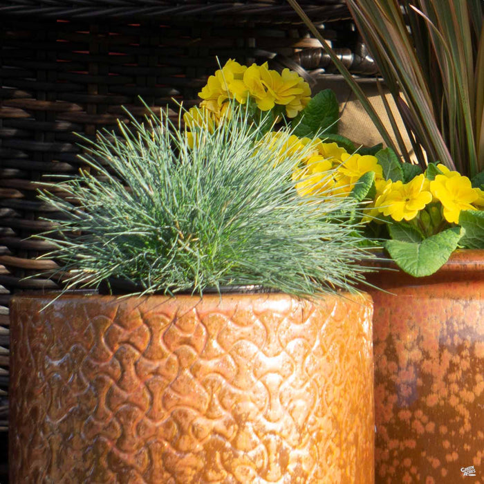 Container planting with Festuca Elijah Blue