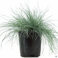 Festuca 'Elijah Blue' 1 gallon