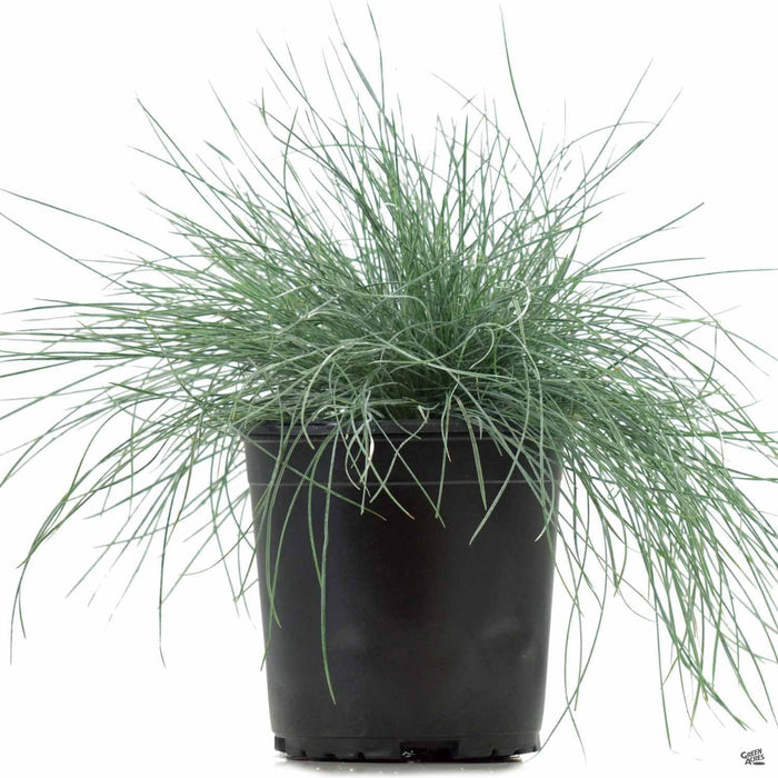 Festuca 'Elijah Blue' 1 gallon