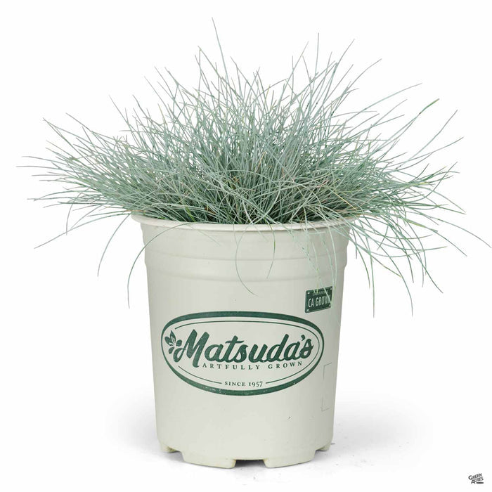 Festuca Elijah Blue 1 gallon Matsudas