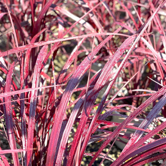 Festival Burgundy Cordyline