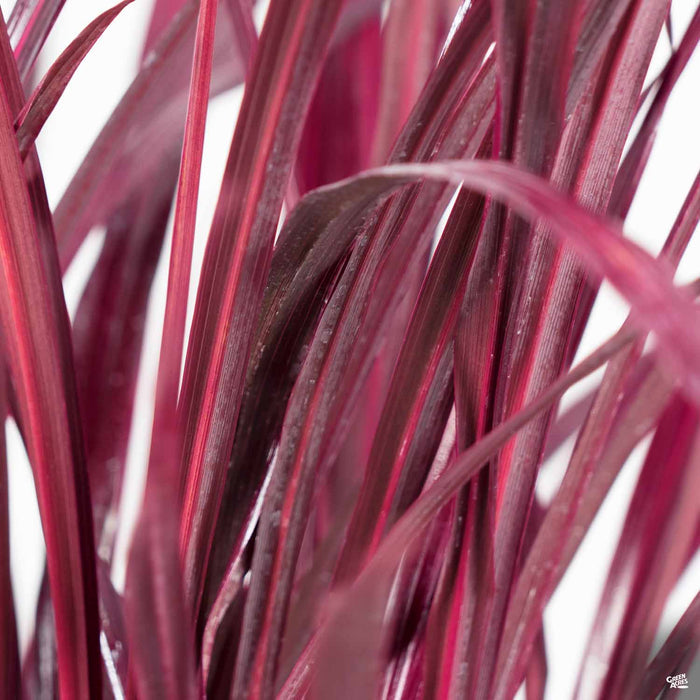 Festival Burgundy Cordyline