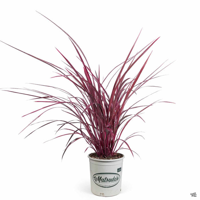 Festival Burgundy Cordyline 2 gallon