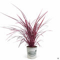 Festival Burgundy Cordyline 2 gallon