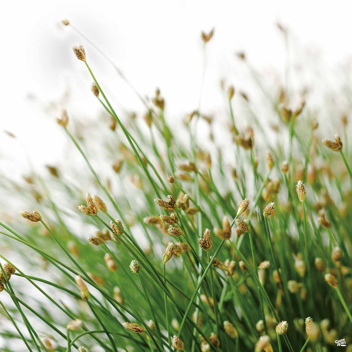 Fiber Optic Grass
