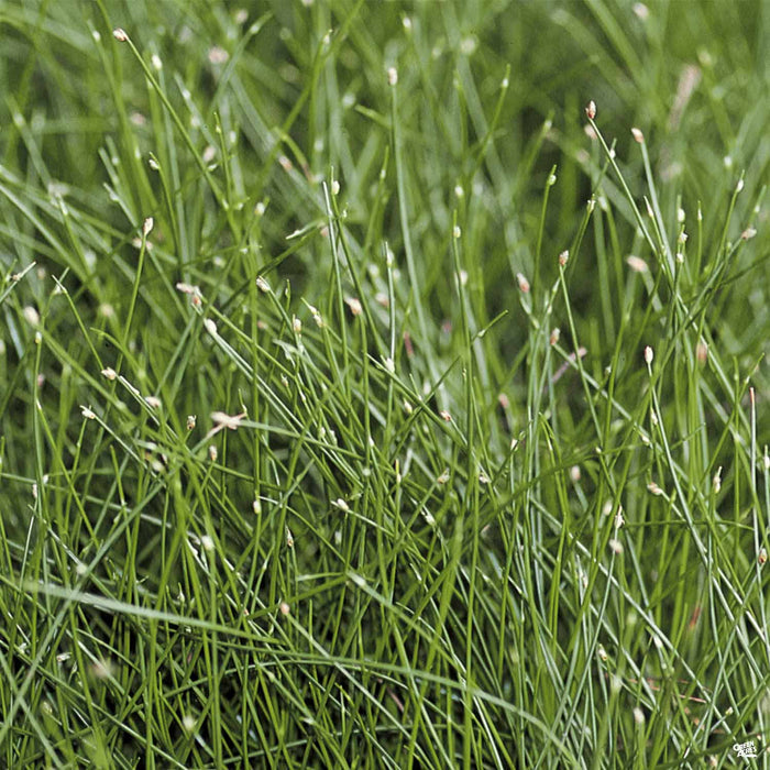 Fiber Optic Grass