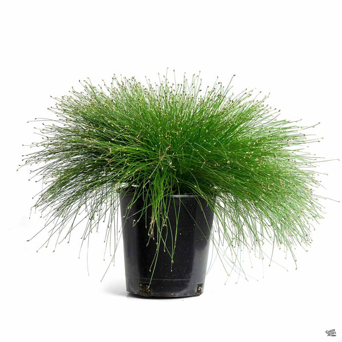 Fiber Optic Grass 1 gallon