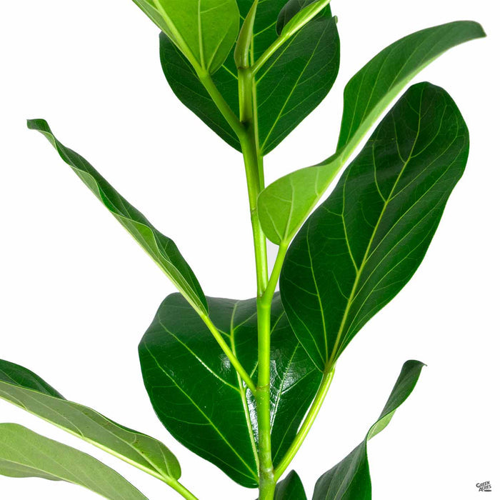 Ficus Audrey