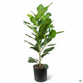 Fiddle Leaf Fig 'Audrey' 10 inch