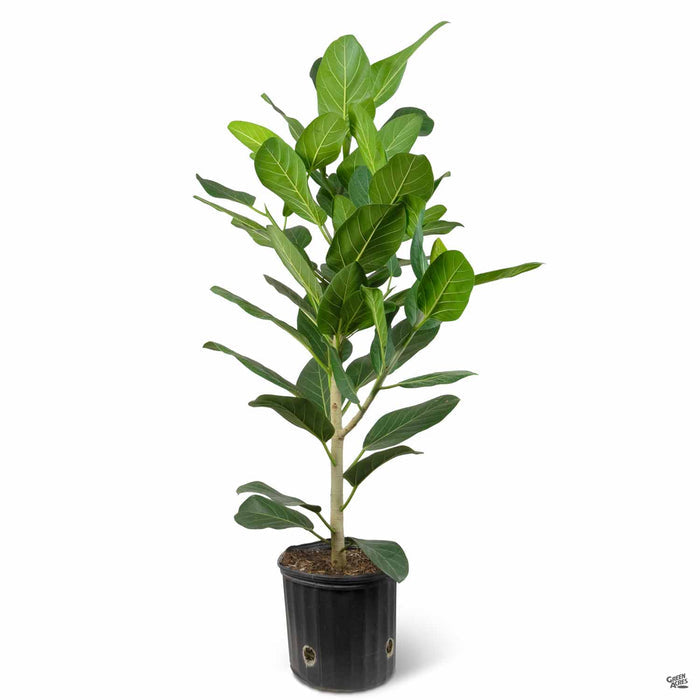 Fiddle Leaf Fig 'Audrey' 10 inch