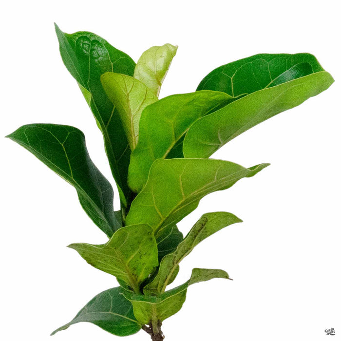 Fiddle Leaf Fig 'Bambino'
