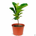 Fiddle Leaf Fig 'Bambino' 6 inch