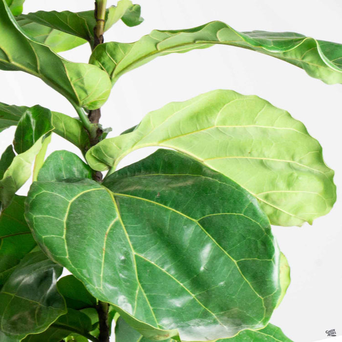 Ficus Lyrata