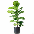Ficus Lyrata Column 10 inch