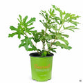 Fig 'Little Miss Figgy' 02T