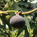 Black Mission Fig Plant