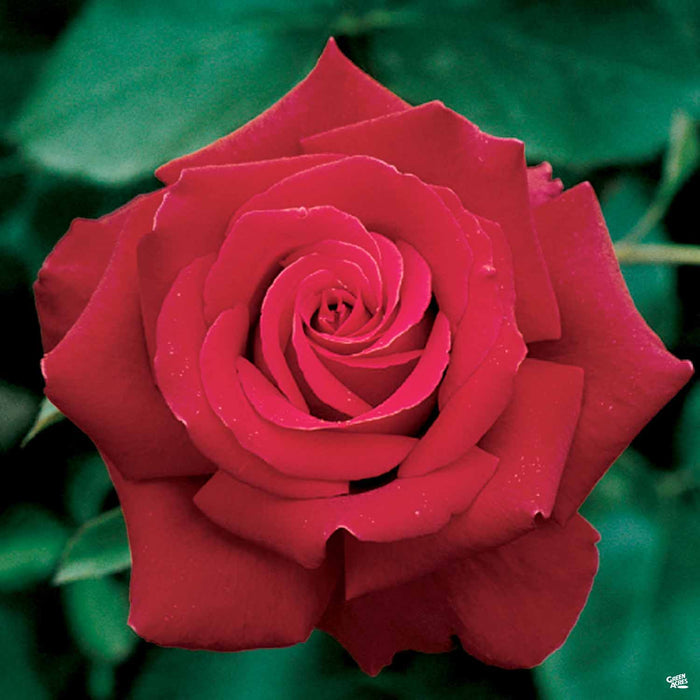 Firefighter Hybrid Tea Rose