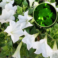 Firefly Petunia
