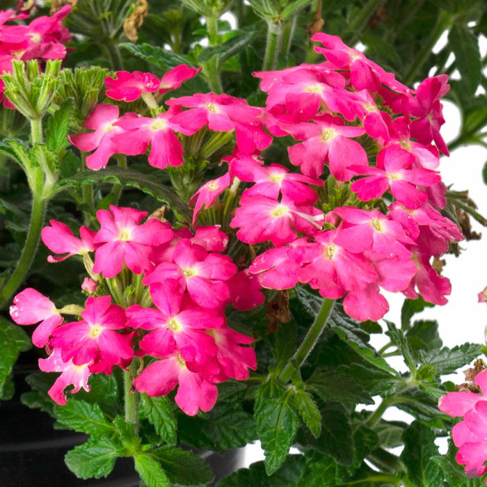 Firehouse Verbena Pink