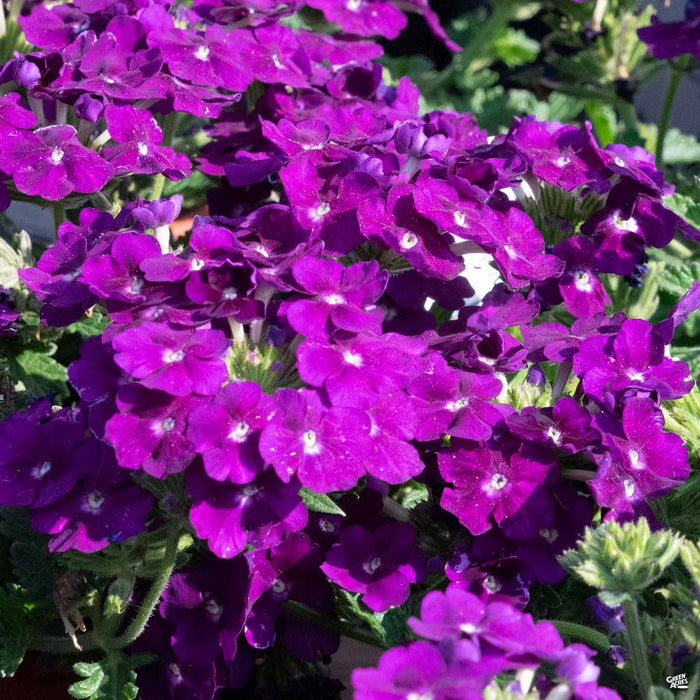 Verbena 'Firehouse' Purple