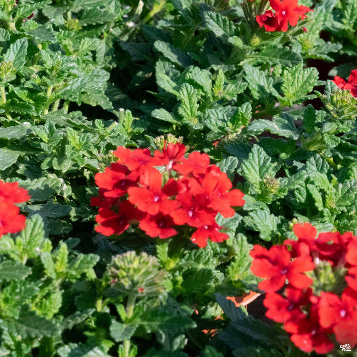 Verbena 'Firehouse' Red