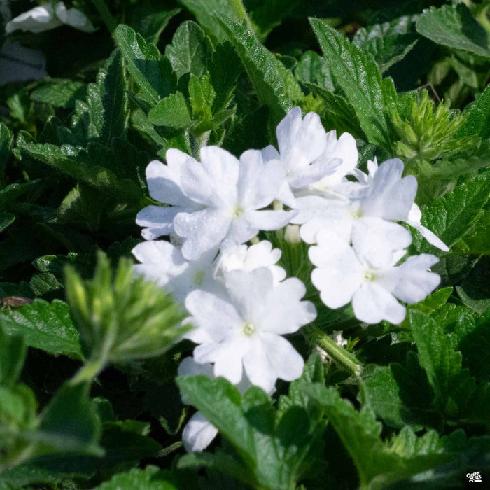 Verbena 'Firehouse' White