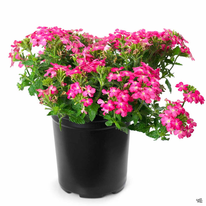Firehouse Verbena Pink 1 gallon