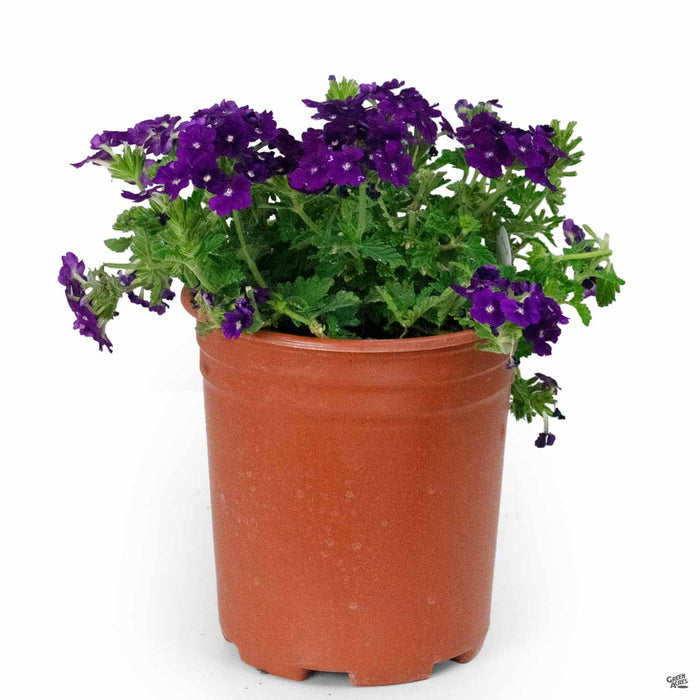 Verbena 'Firehouse' Purple 1 gallon