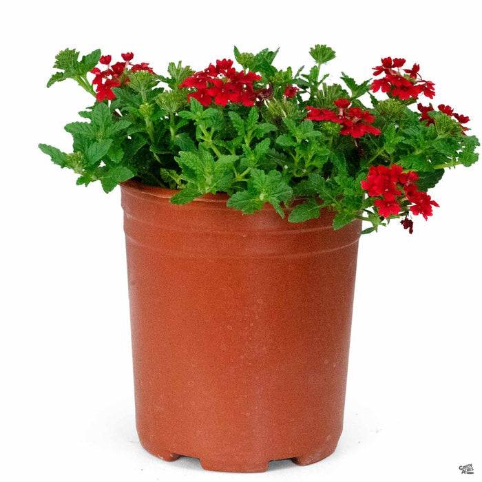 Verbena 'Firehouse' Red 1 gallon