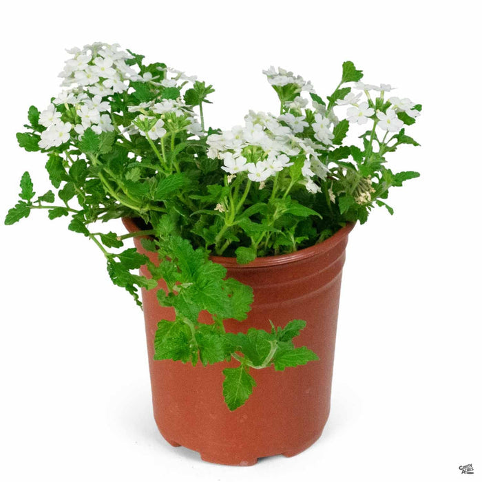 Verbena 'Firehouse' White 1 gallon