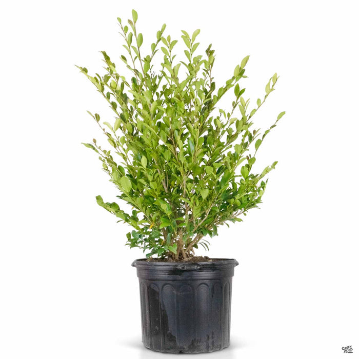 Distylium Linebacker 7 gallon
