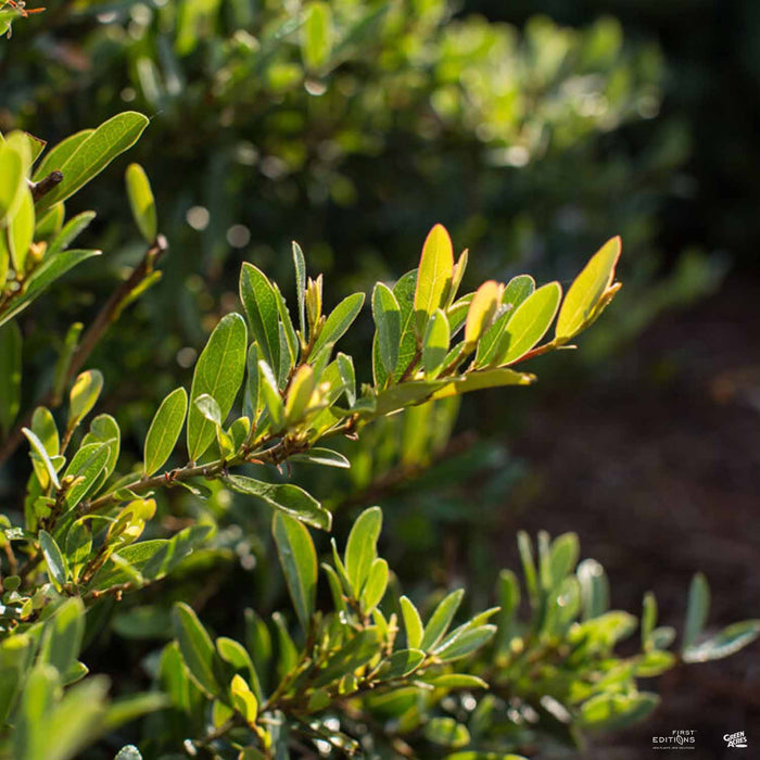 Swing Low Distylium