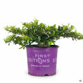 Swing Low Distylium 3 gallon