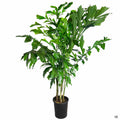 Fishtail Palm 5 gallon