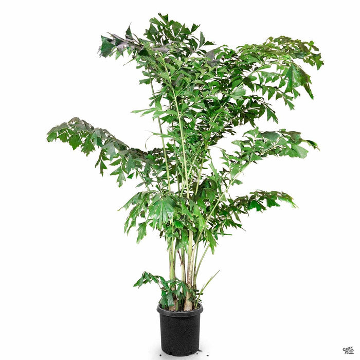 Fishtail Palm 10 gallon