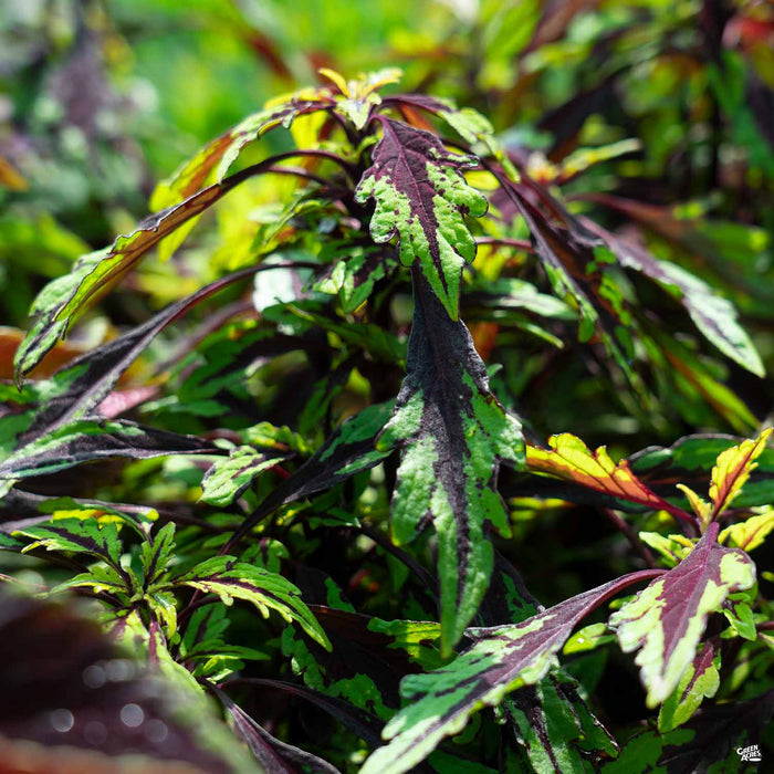 Coleus FlameThrower Chipotle
