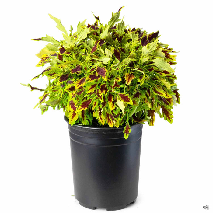1 gal / Serrano