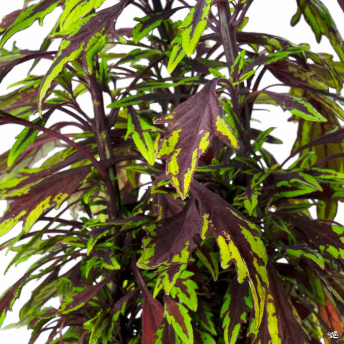 Coleus FlameThrower Chipotle