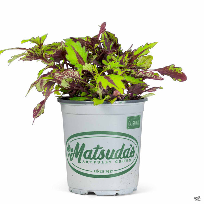 Coleus FlameThrower Chipotle 1 quart Matsudas