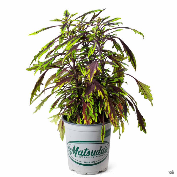 Coleus FlameThrower Chipotle 1 quart
