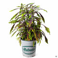 Coleus FlameThrower Chipotle 1 quart