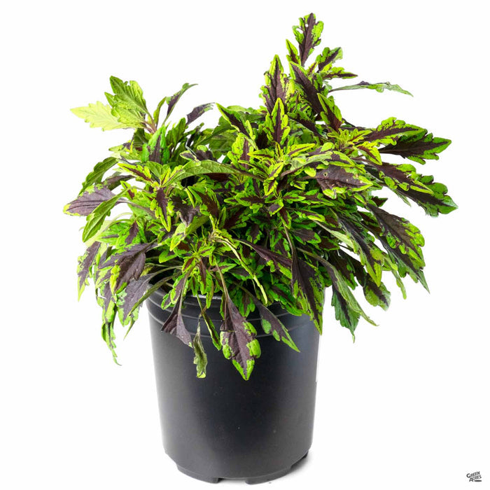 Coleus FlameThrower Chipotle 1 gallon