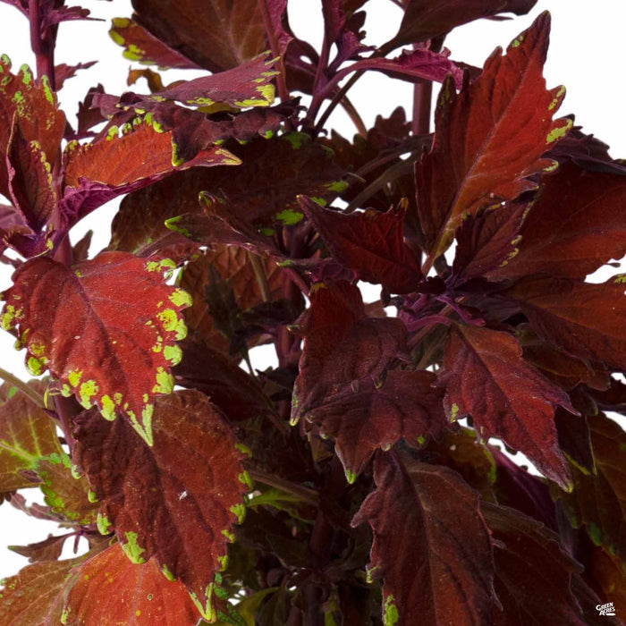 Coleus FlameThrower Habanero