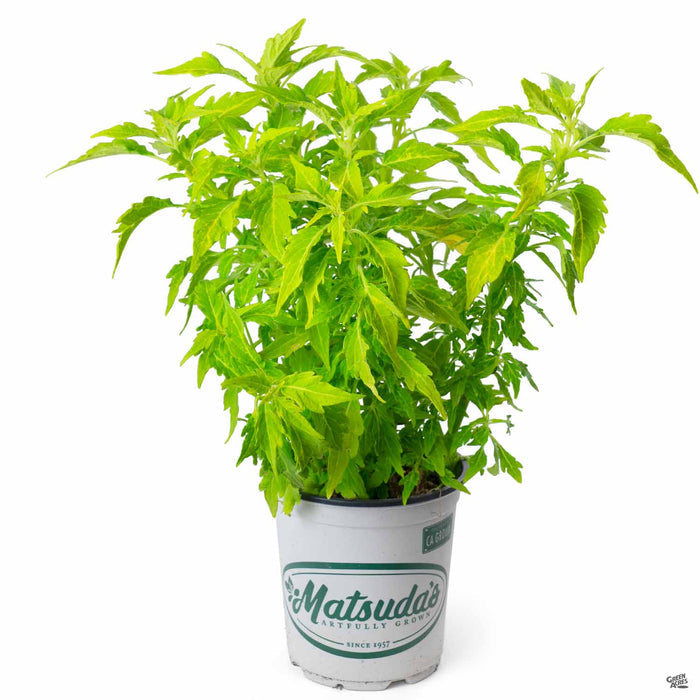 Coleus FlameThrower Salsa Verde 1 quart